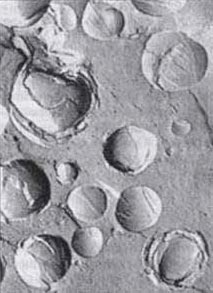 Рис. 2. Микрофотография жировых шариков 